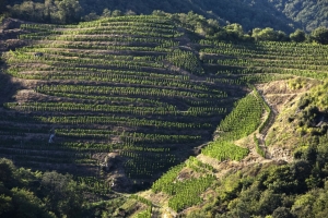 appellation-saint-joseph-vignes_0f4a4e5f-3c5c-4dc7-830b-4f6b6fff0738